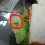 ★★★★★★ **<b>쥬</b>르 샌드위치 에벌레...ㅠㅠ★★★★★★★
