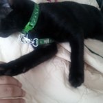 불쌍한 길냥이 데려가실분이요ㅠㅠ