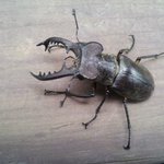 나는 팬션알바즁임다12