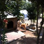 도깨 도깨 ~  촌동네 진돗개네에게 간식이란?