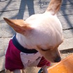 <b>치와와</b> 비만.