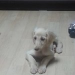 2탄 ★아프간 하운드 <b>버들</b>이를 소개합니다★