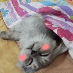 ★★★★똥꼬발랄 고양이 괴롭히기!!! (수정)★★★★