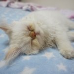 당당이 어디갔뉘!!!!!!!