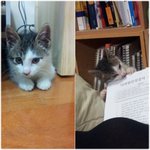 우리집 이쁜이들이예요^^