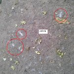 (사진有)고양이가 11층에서 던져저 죽었습니다. 도와주세요