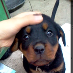 (사진有)롯트와일러를 아십니까>?