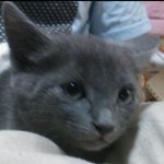 우리 냥이 루이의 <b>일생</b>...