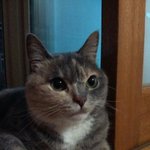 [김괭] 김고양이 일곱번째