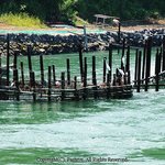 ◆ 너흰 <b>녹조</b>라떼 마시니? 우린 생명라떼 마시는데.....◆하나...