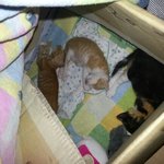 ★도와주세요! 새끼고양이 분양받으실분ㅠㅠ★