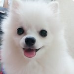 아픈사람도 일으키는 화이트<b>포</b><b>메</b> 구름양 -제3탄-