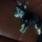 길에치일뻔하고 비쫄딱맞고 초딩들한테 <b>우산</b>에찔리던 강아지를 도와주세요ㅠ_ㅠ