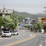 합천읍 시가지의 <b>가로수</b>들