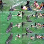 귀여운 돌고래와 <b>수영</b>하기