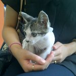 급)))비맞으면서 저한테 파고들던 아기고양이 급히 <b>임보처</b>나 입양처구합니다.