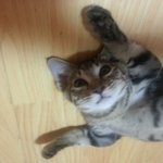 길고양이에서 개냥이로♥