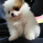 우리 아랑이,동배는  잘 지내고 있어요^^♥