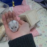 우리집 꼬마햄수터 치즈이야기 _ 사진.영상有