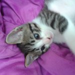 저희집 고양이를 소개합니다!!!