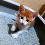 <b>티모</b>의 성장과정