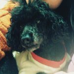 검은색 푸들 찾아요!!!!!!!!!!★중랑구★노원구★광진구★성동구