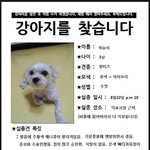 (사진有)★★★★★★★★<b>실종</b> 강아지 찾습니다★★★★★★★★