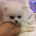 (구름이가 썼개!!)화이트 <b>포메</b> 구름이-제4탄-