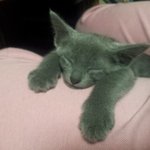★저희집 개냥이 자는 포즈에요★