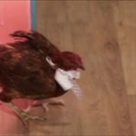 임요환도 휘어잡은 김가연 올리브쇼 <b>키친</b>파이터에서 닭도 잡을까?