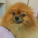 강아지(포메리안)을 찾습니다. <b>안산시</b> 시화 이마트근처입니다 꼭좀...