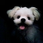 (사진有有)★★말티,울집이쁜새끼 어화둥둥내새끼 <b>빵이</b>★★