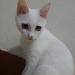 완전 <b>차도</b>냥인 우리집막내 별이