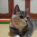 [김괭] 김고양이 여덟번째