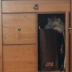 ★부르면 대답하는 울집개냥이 <b>앵두</b>★