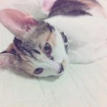 여름에 분양받아서 이름이 여름이!?