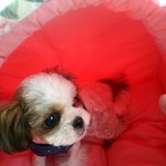 아기강아지, 시<b>츄</b> 짱아의 일상 ! ㅎㅎㅎ