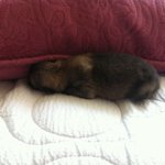 (포메)우리 <b>몽실이</b>가 임신을 했어요! 9탄