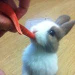 토끼판) 추가)우리집 귀요미들 보러오세요.(주의: 사진느므 많음)