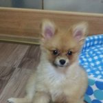 악마를 보았다