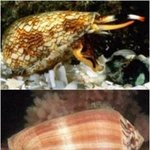 (일명)위험한 <b>생물</b> 모음 내용+)