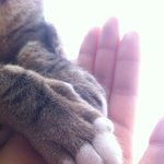 ♥♥우리집 개냥이 <b>레옹</b>씨를 소개해요~!!!!♥♥♥