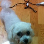 수정.인천)8/24일 마르티즈(푸들?) <b>여아</b>를 보호중입니다.