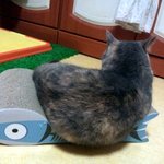 [김괭] 김고양이 아홉번째