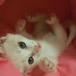 완전 <b>차도</b>냥인 우리집막내 별이 2탄!