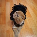 <b>스콧</b>폴드의 무한매력♥ 똥글똥글 아토미 등장!!