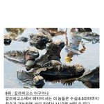 잠수오래하는 <b>생물</b>들