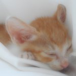 귀염터지는 우리집 고양이♥