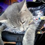 고양이 일기 작성자입니다.