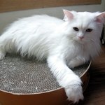 ★바둑알남매★외모부터 성격까지 닮은곳 하나없는 우리 똥꼬냥이들.